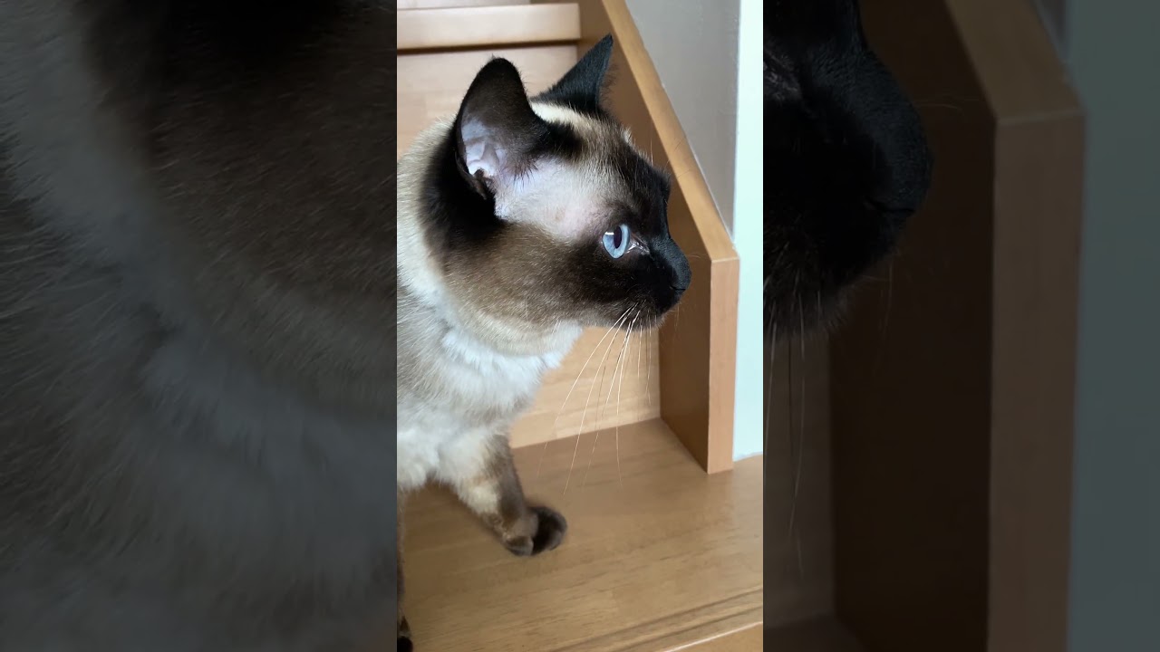 【2023.06.07】今日のシャム猫のふくさん（音無し）【たぬき猫】 #shorts