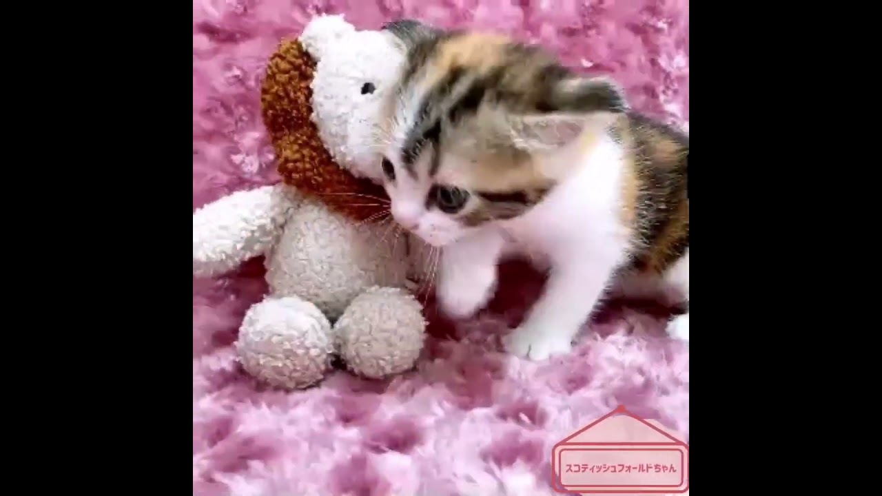 【スコティッシュフォールド】ベビーちゃん☆