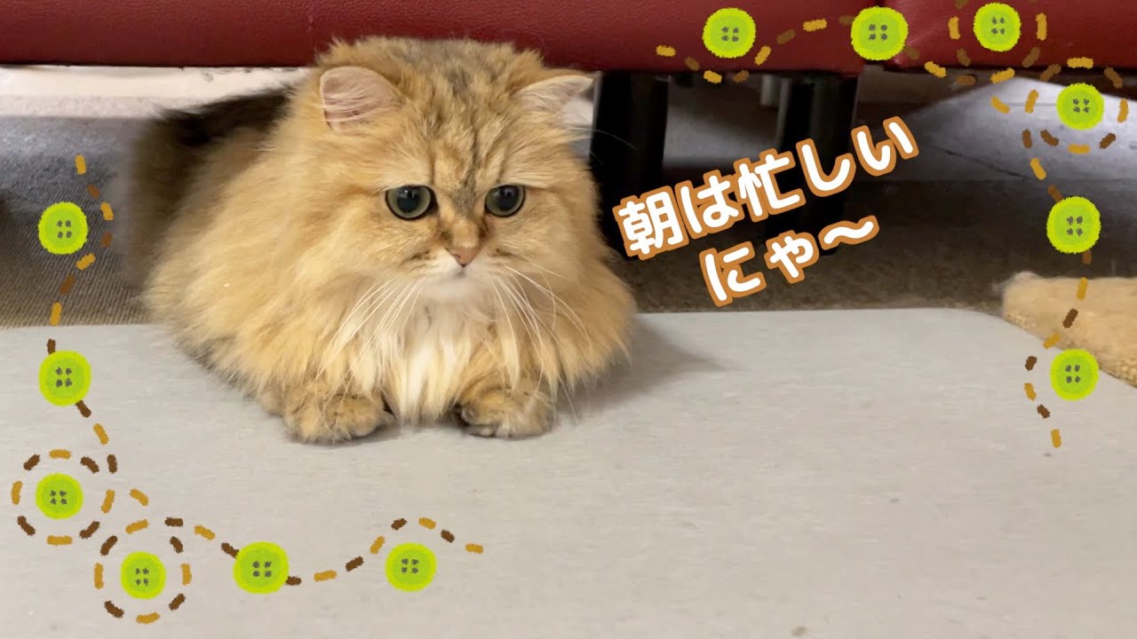 【ペルシャ猫】朝活ルーティーンが可愛すぎる猫たち