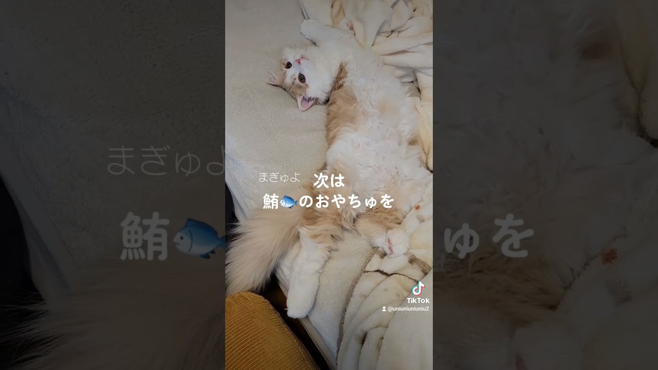 欲望のまま生きる猫 #ラガマフィン #猫動画 #cat #癒し #子猫 #サマーカット