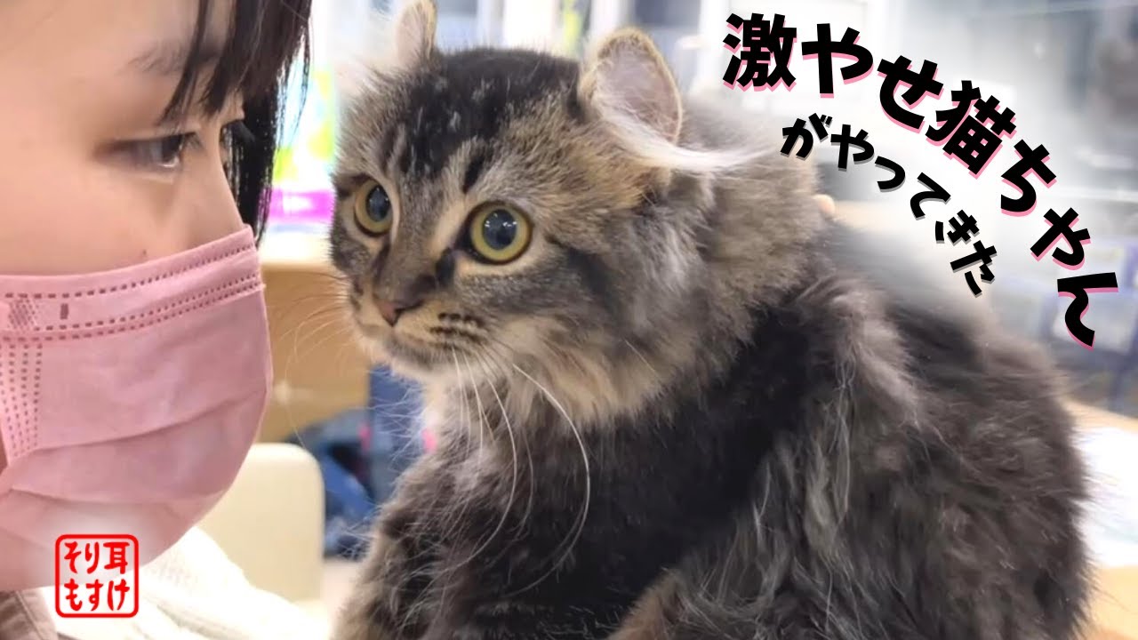ペットショップの売れ残り一万円のガリガリ猫が愛しすぎてお迎え