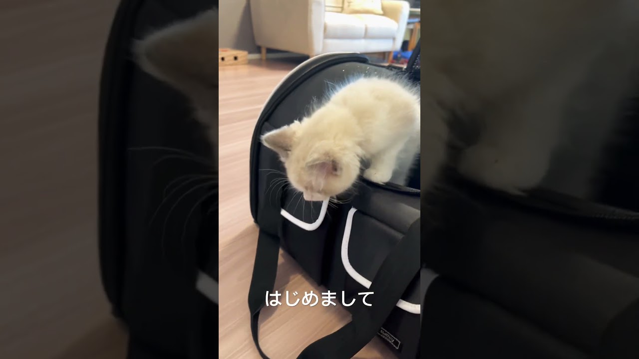 【ラグドール】生後2ヶ月の女の子！初めて家に来た日 #猫 #ねこのいる生活  #ラグドール