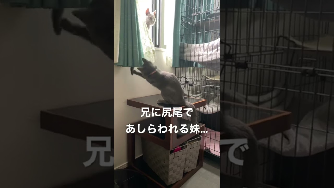 シャルトリューの子猫が兄猫に尻尾であしらわれてて可愛い🤣 #シャルトリュー #猫 #猫のいる暮らし #chartreux #shorts #しっぽ