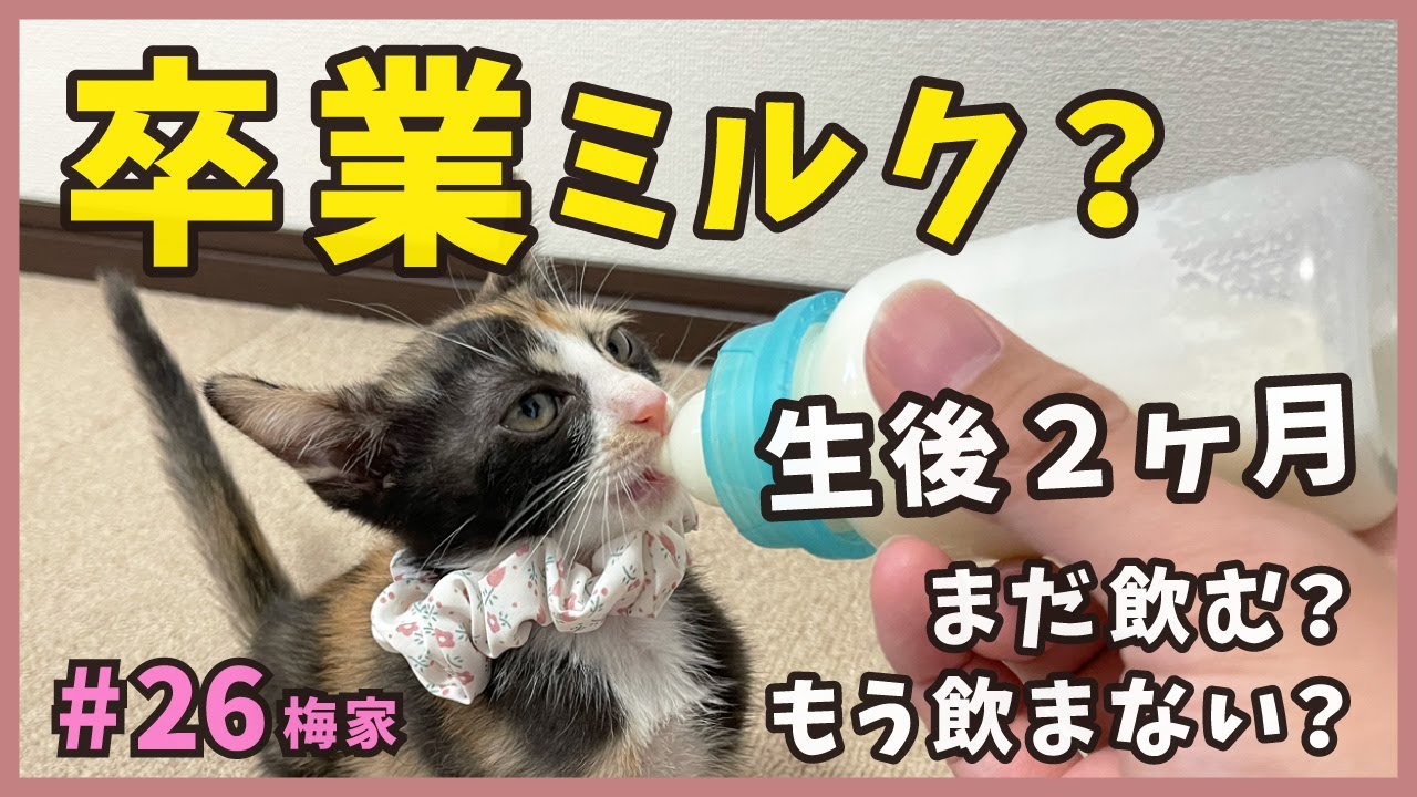 飲みっぷりがエグい子猫のミルク事情！野良猫が出産した生後２ヶ月のニャンズがカワイイ。【子猫の誕生から成長まで・梅家26】kitten