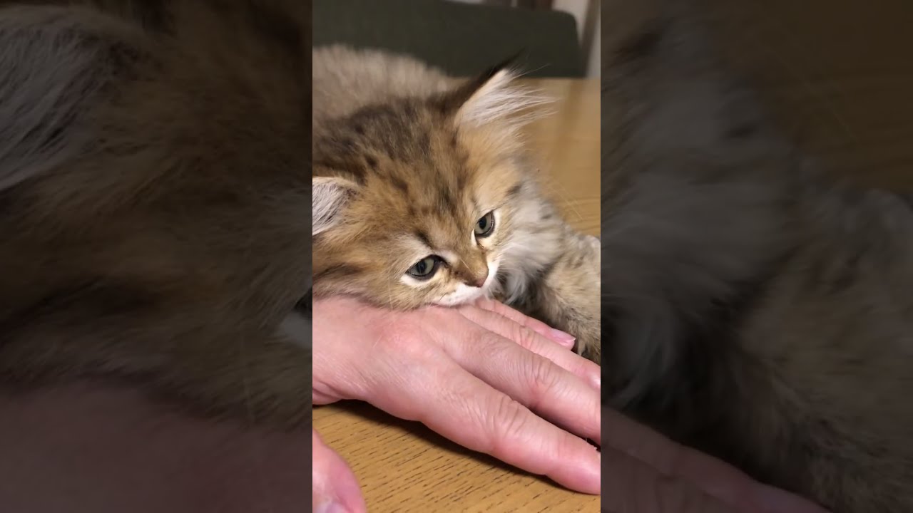 【子猫おやすみ💤】かわいいペルシャ猫