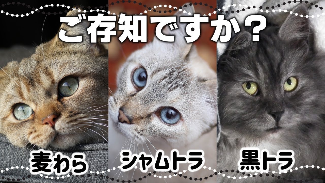 珍しいトラ柄猫3選！麦わら猫・シャムトラ猫・黒トラ猫の特徴や性格