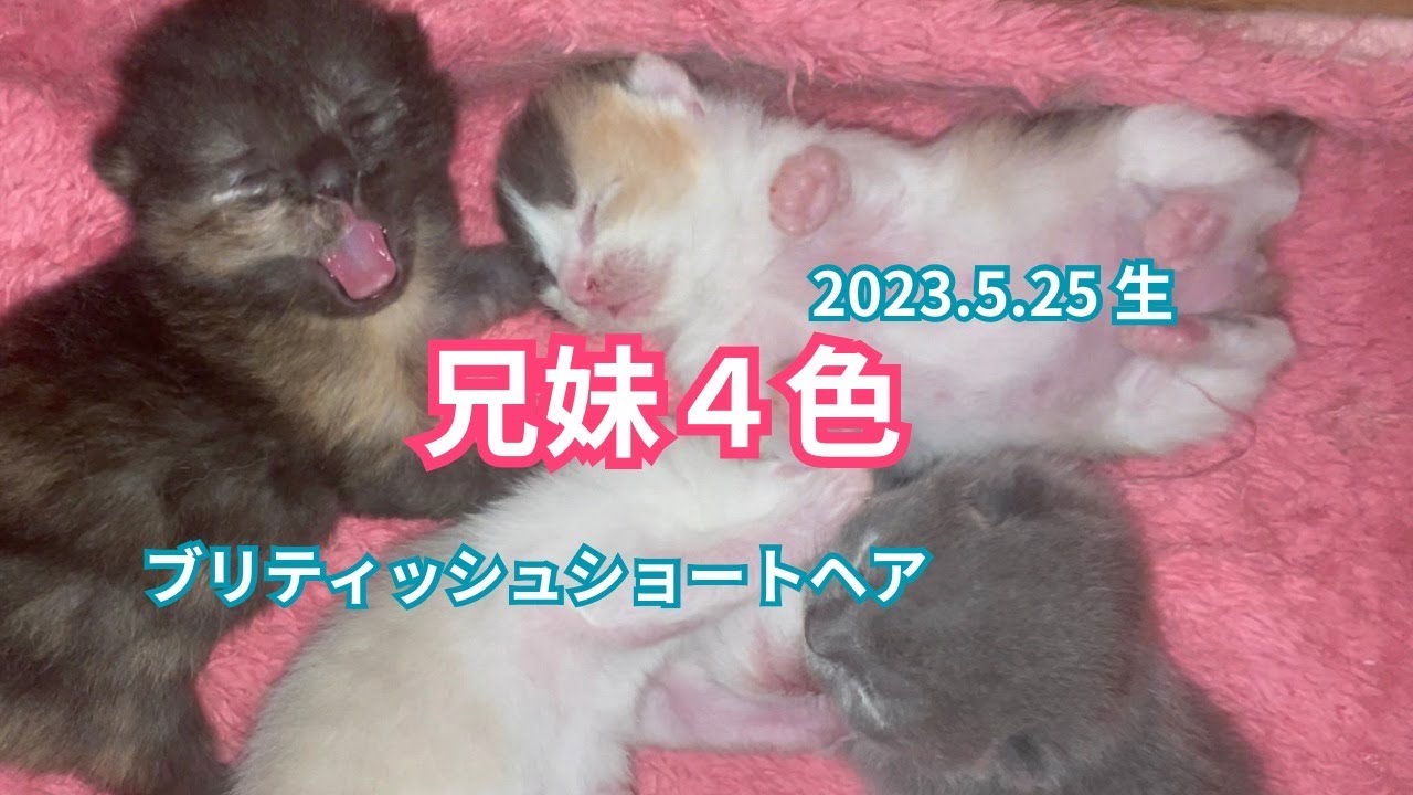 【ブリティッシュショートヘア子猫】カラフルに産み分けてくれてありがとう