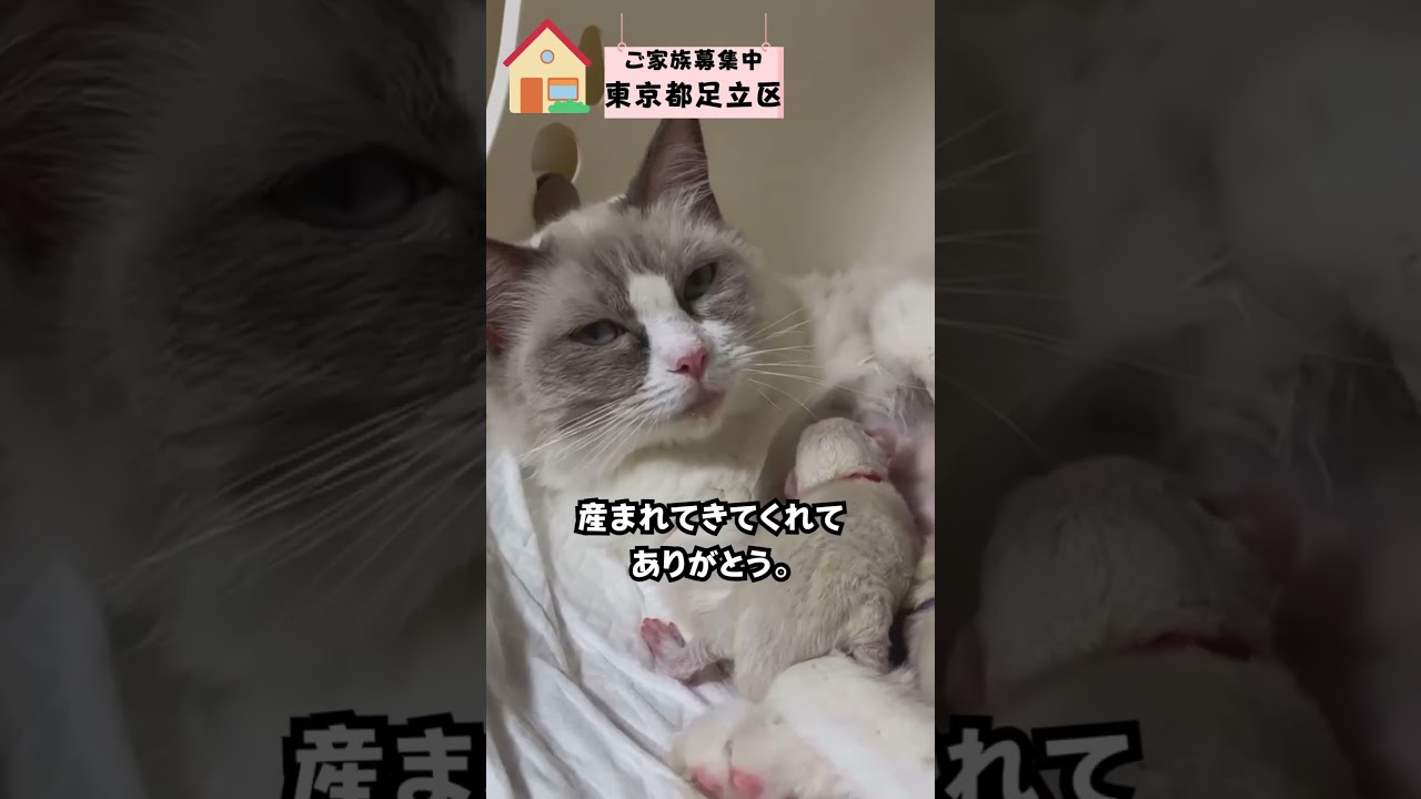 ラグドールゆずこママ、4頭出産おめでとう。ありがとう。#ラグドール #ラグドール子猫 #ブリーダー #ペットショップ #ペットの実家 #shorts
