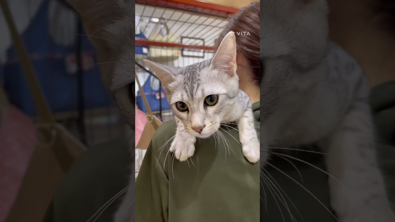 抱っこして欲しくて肩の上に乗って来てくれる甘えん坊なエジプシャンマウちゃん😺　中野店