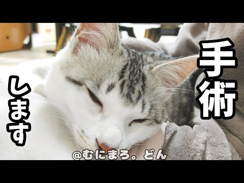 【ご報告】子猫に手術することにしました。