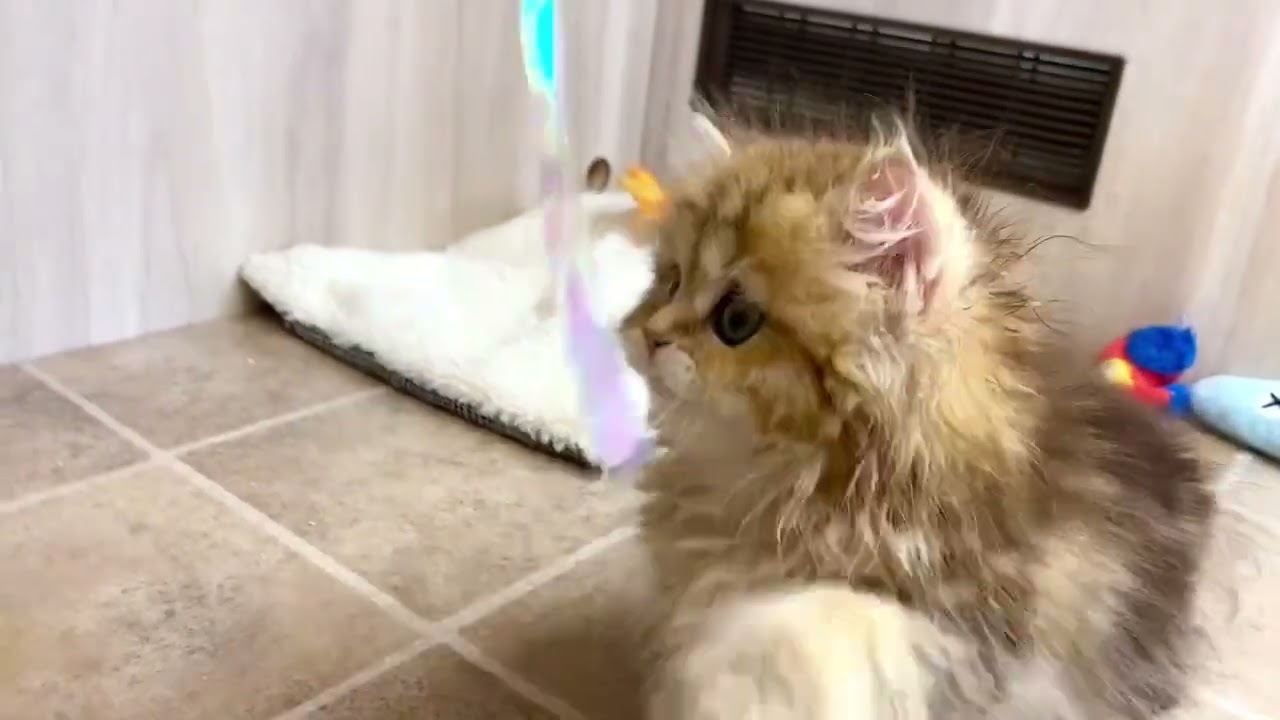 60656　ペルシャ