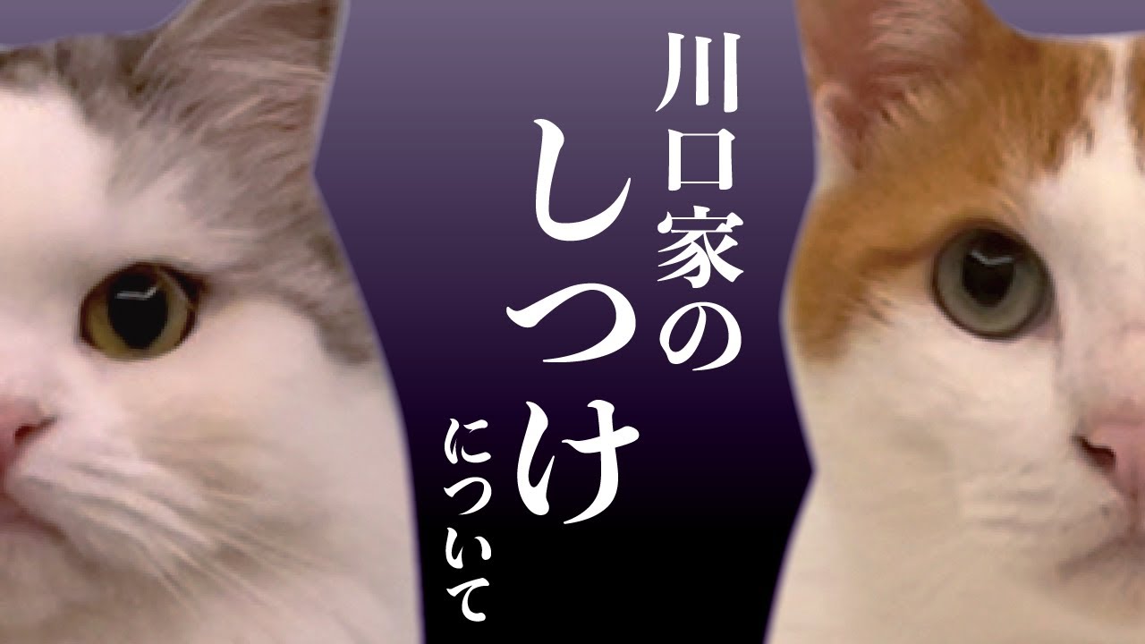 川口家の猫の「しつけ」についてお話します【関西弁でしゃべる猫】