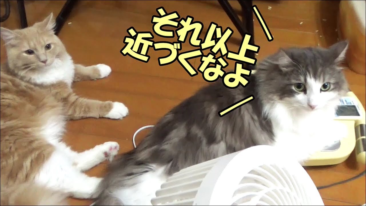 距離を取り合うノルウェージャンとラガマフィン