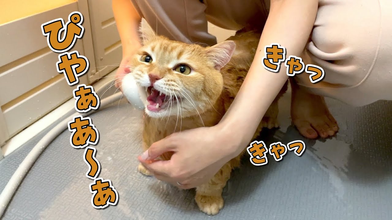 お風呂が苦手な猫をシャンプーしたら小鳥みたいに鳴き続けましたw