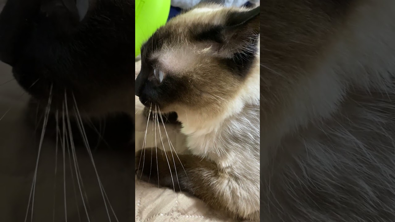 【2023.06.03】今日のシャム猫のふくさん（音無し）【たぬき猫】 #shorts