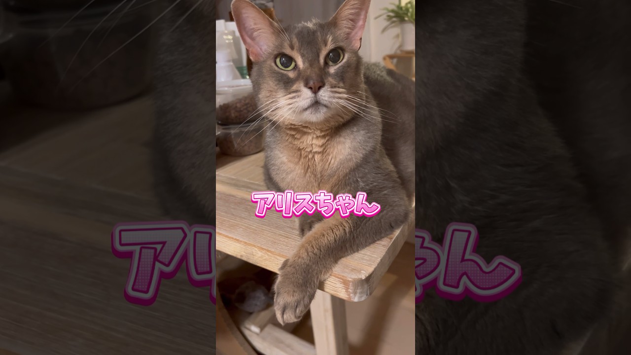 アリスちゃん12歳 #shorts #猫動画 #アビシニアン #cat #まな猫