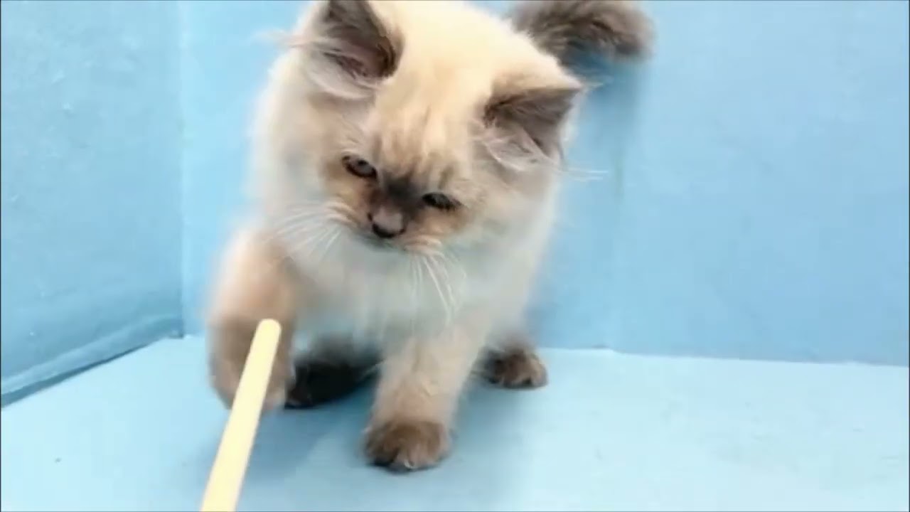 東大阪稲田店　ヒマラヤン　2302655