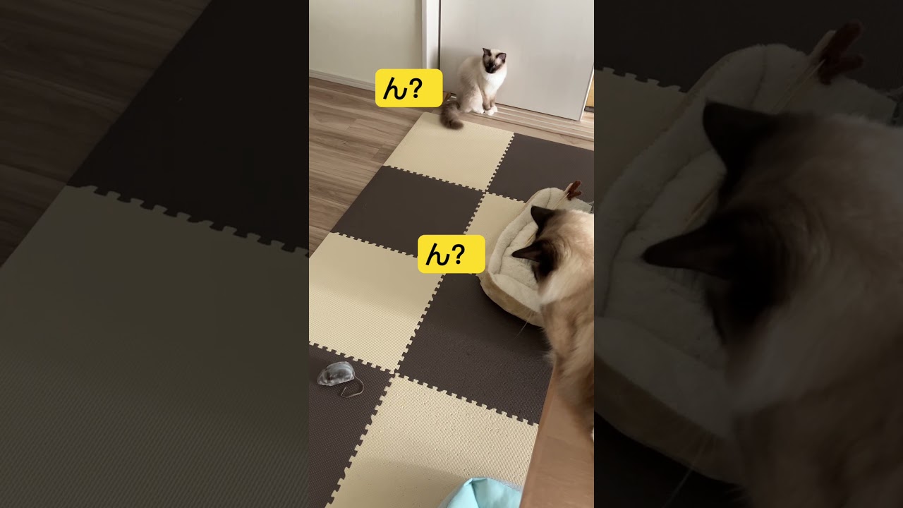 ラグドールのたぬきみたいな猫達がネズミのおもちゃで遊んでくれる⁈ #cat #kitten #ragdoll #アライグマ #こねこ #たぬき #ねこ #ラグドール #ラグドールたぬとこ