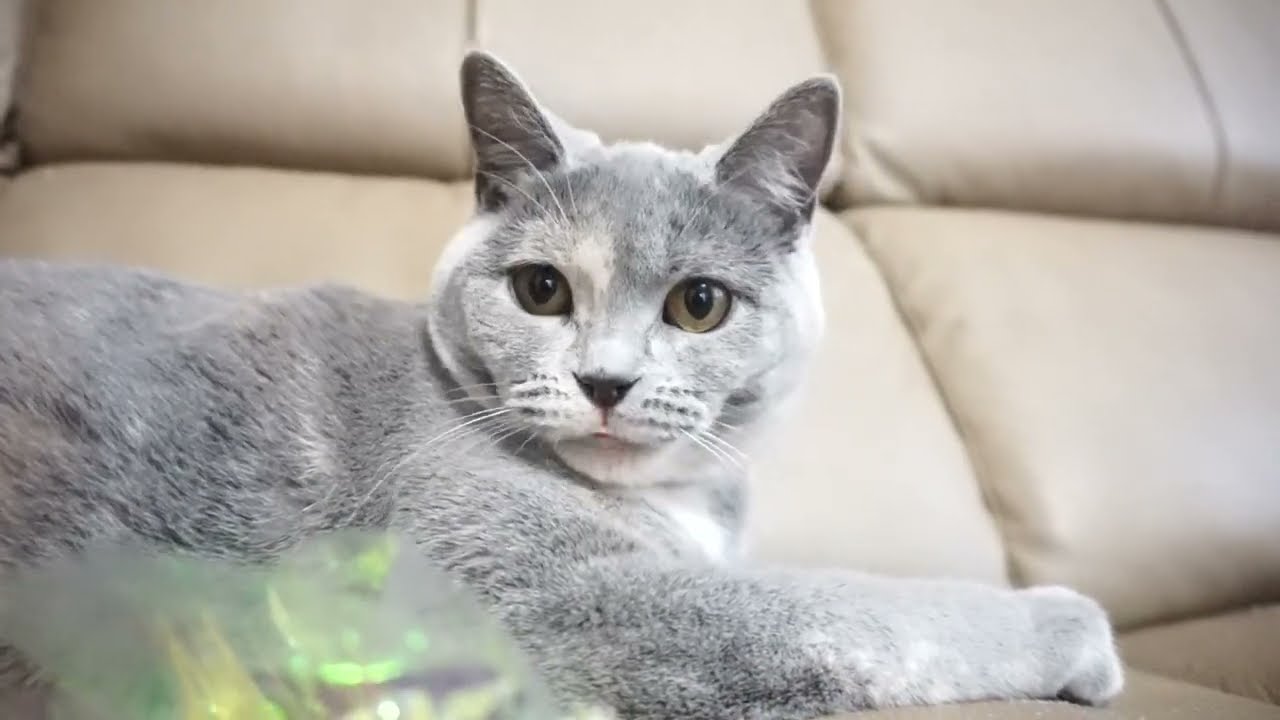 ブリティッシュショートヘアー子猫　British Shorthair　2022.11.15産まれ　ブルークリーム　女の子　シーダキャット猫のお店