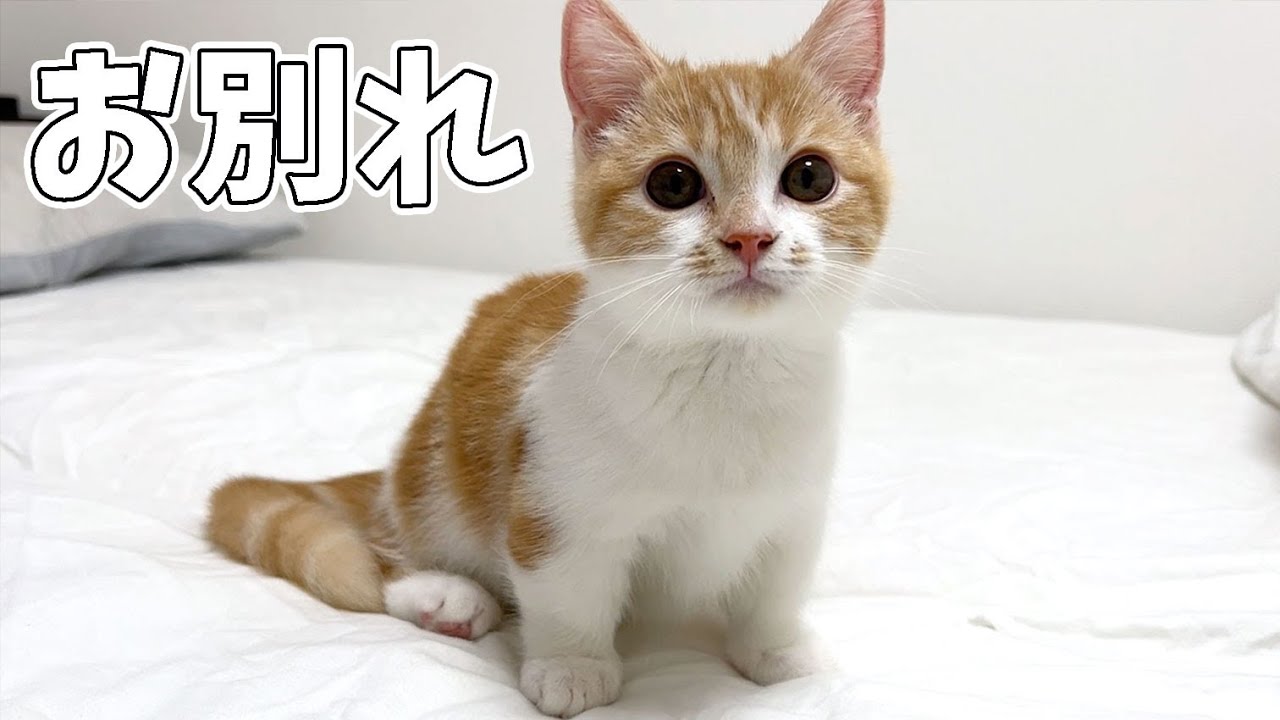 ついに子猫むぎくんとお別れすることになった親子猫！