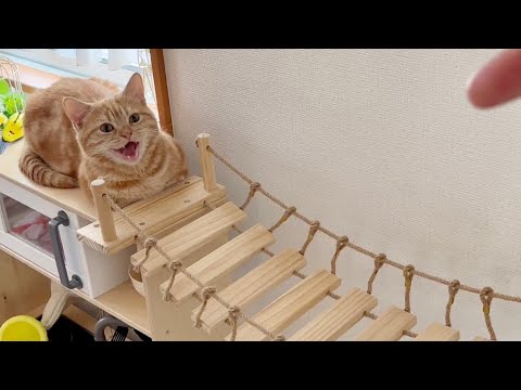 マンチカンのちゃーぼーがバン！と言われると鳴いて返事をする謎が解明される！？【猫の鳴き声】