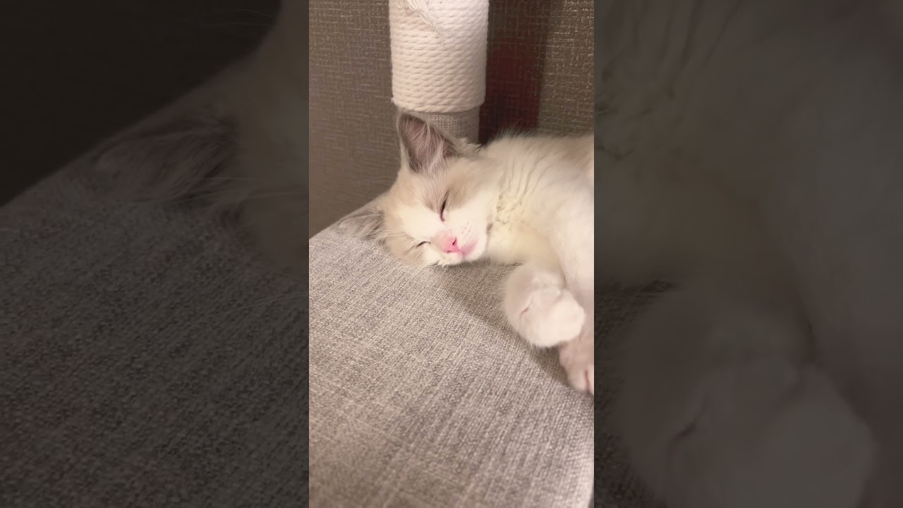 【１日目】ラグドール2ヶ月女の子。初日へそ天で眠る。天使かな？ #ねこのいる生活 #ラグドール #猫 #子猫