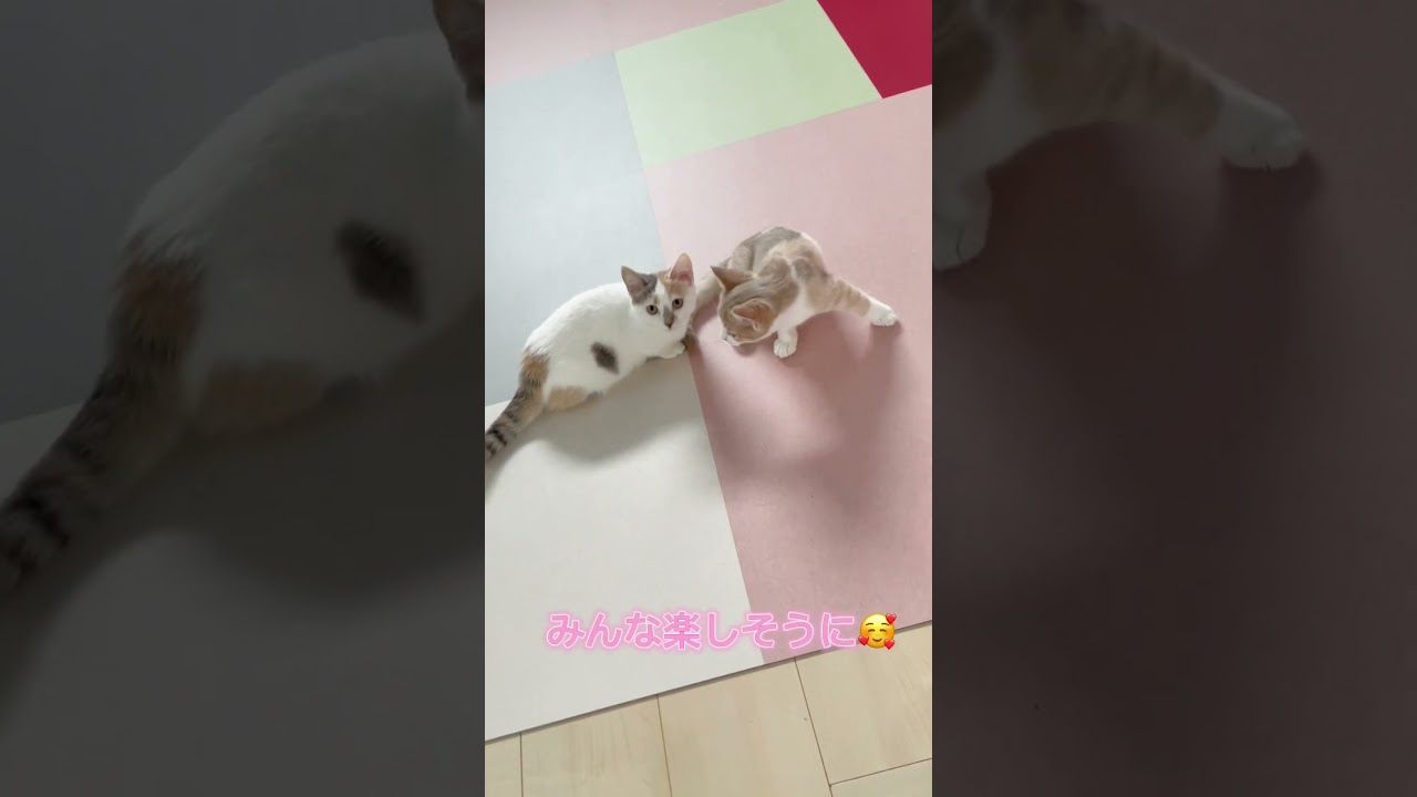 子猫ちゃんのボール遊び🩷  #マンチカン #子猫 #ブリーダー直販 #猫 #猫のいる暮らし #ミヌエット #子猫販売 #ラパーマ #スクーカム #猫動画