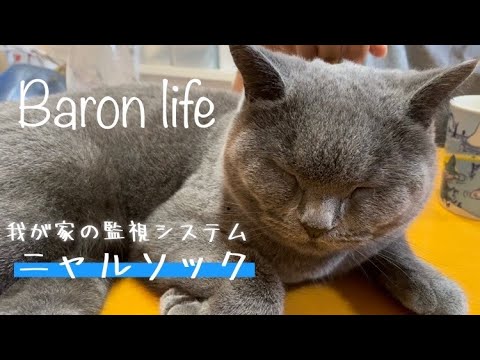 我が家の監視システム、ニャルソックの一日。【ブリティッシュショートヘア】British shorthair