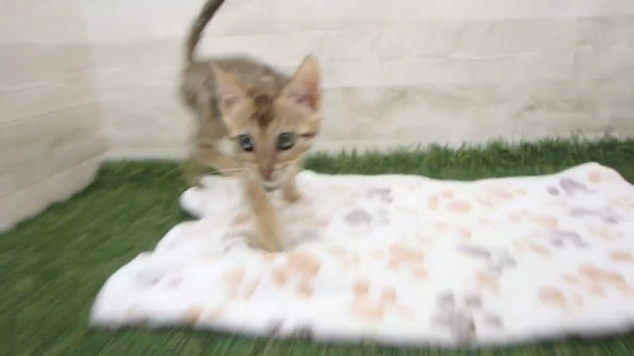 Coo&RIKU　No00638579 ベンガル