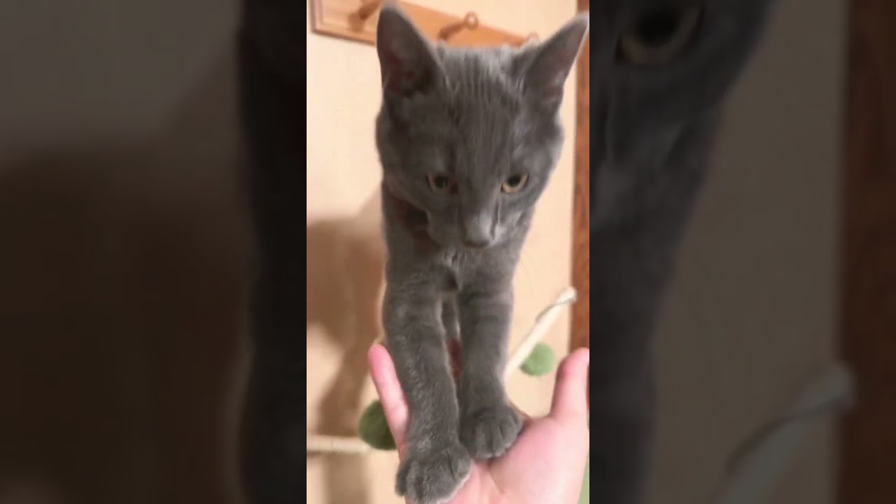 子猫にお手を教えようとした結果