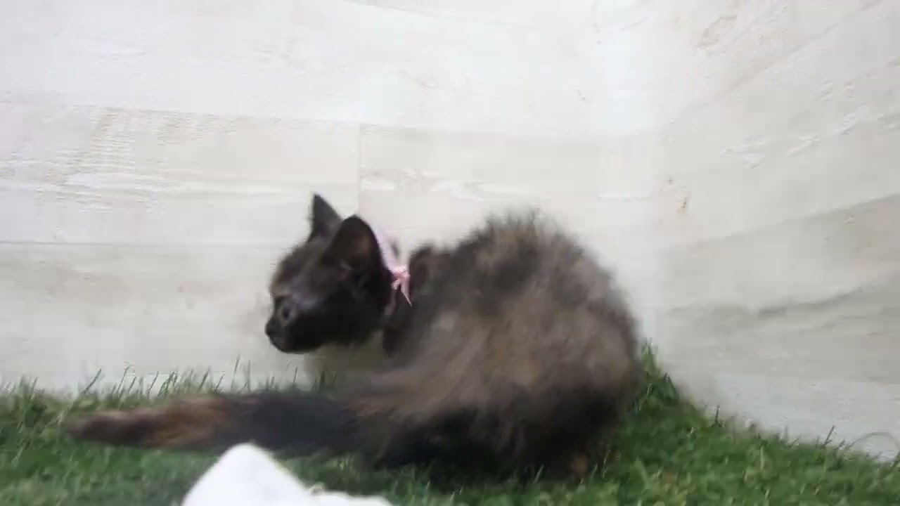 Coo&RIKU　No00636794 セルカークレックス