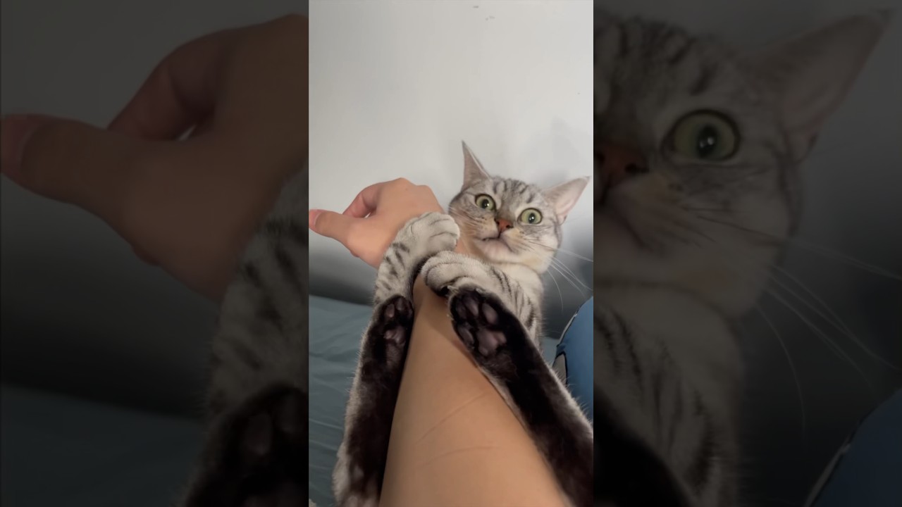 【猫動画】パパも出社させてください...笑 #shorts