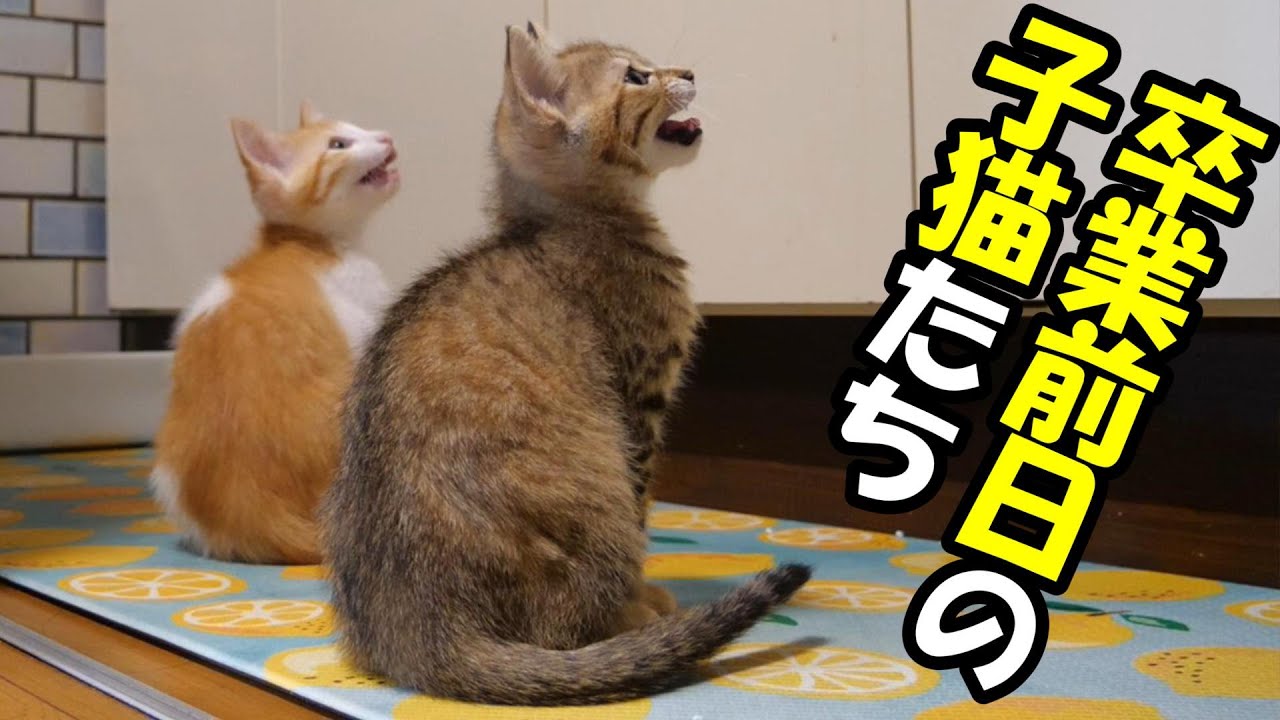 卒業前日の子猫たちが後輩子猫と仲良く並んでご飯を食べる。【赤ちゃん猫　保護猫】