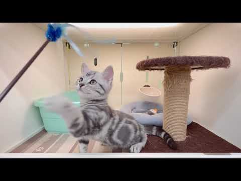 アメリカンショートヘアー