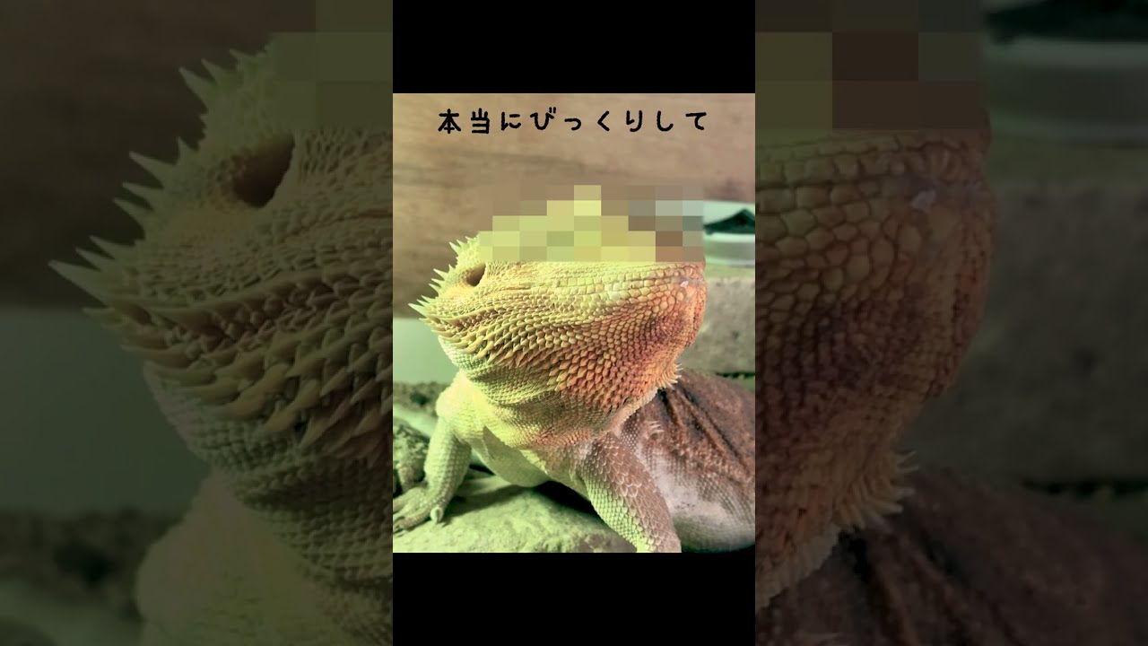 かわいい猫のいたずらにフトアゴヒゲトカゲがびっくり!･･･無邪気なねこがキュートJapanese cats & bearded dragon #shorts