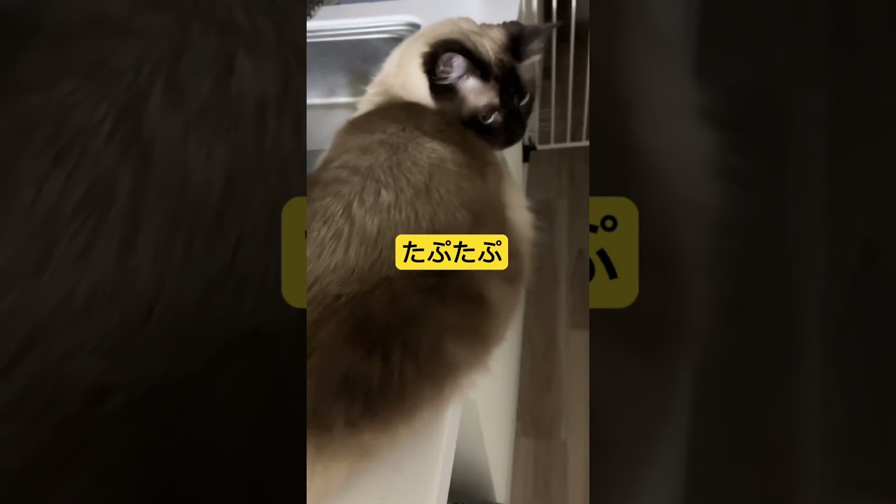 たぬきに似たもふもふラグドールがかわいい #ragdoll #ラグドール #ねこのいる生活 #もふもふ