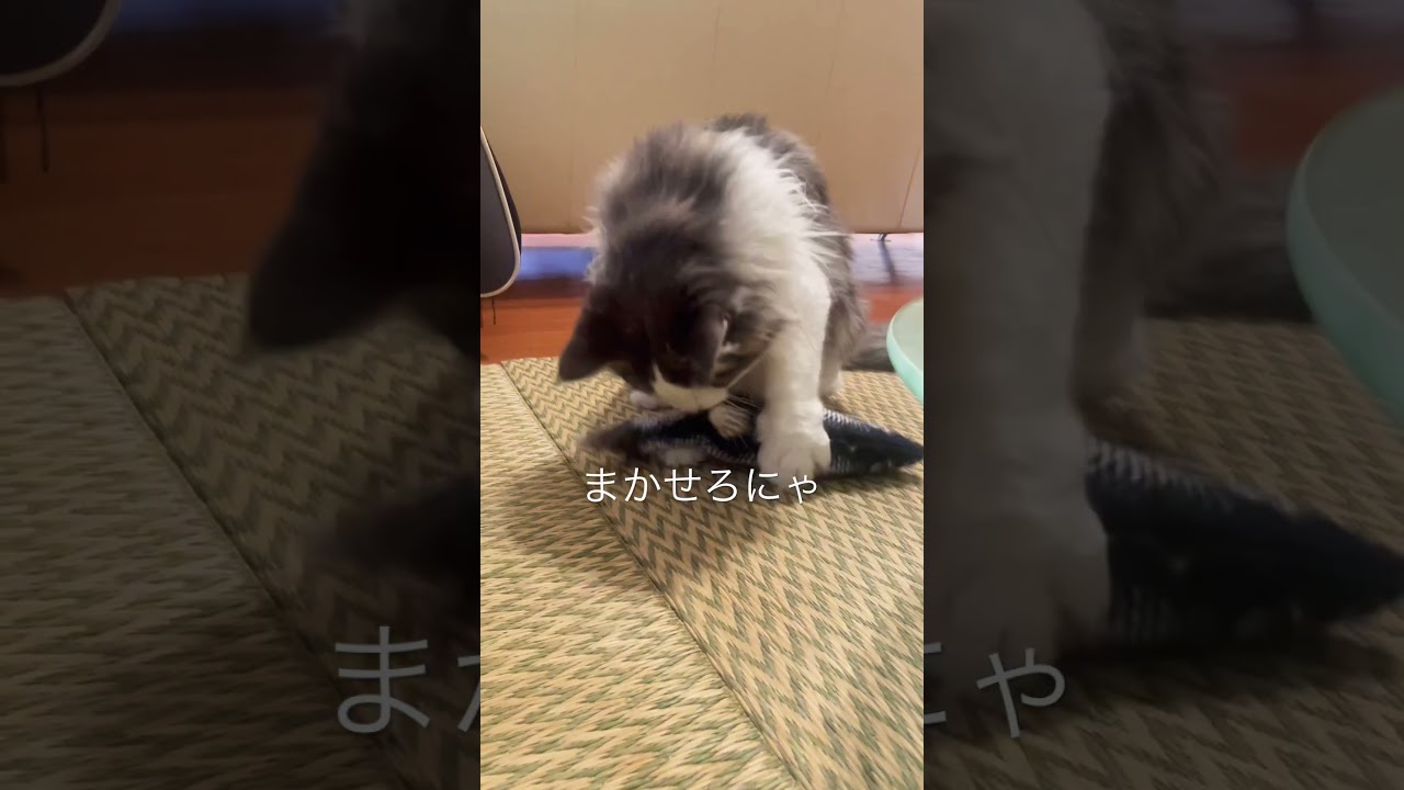 魚を捕獲するリキ #ノルウェージャンフォレストキャット #猫のいる暮らし #ダンシングフィッシュ