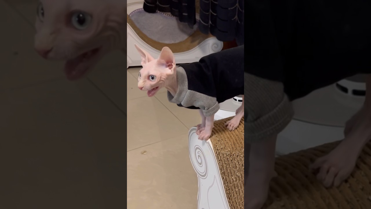 頑張って鳴く毛のない子猫が可愛い【スフィンクス猫】