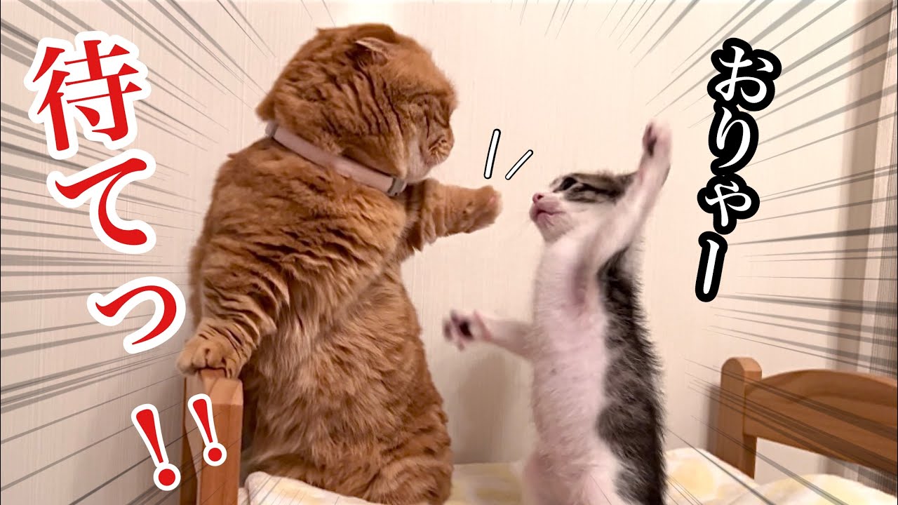 短足猫に喧嘩を売った子猫の理由が可愛すぎましたwww【預かり保護猫】