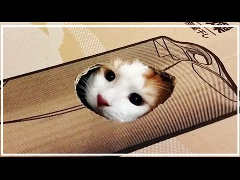 穴があったらとりあえずこうなる猫【大型猫メインクーン】