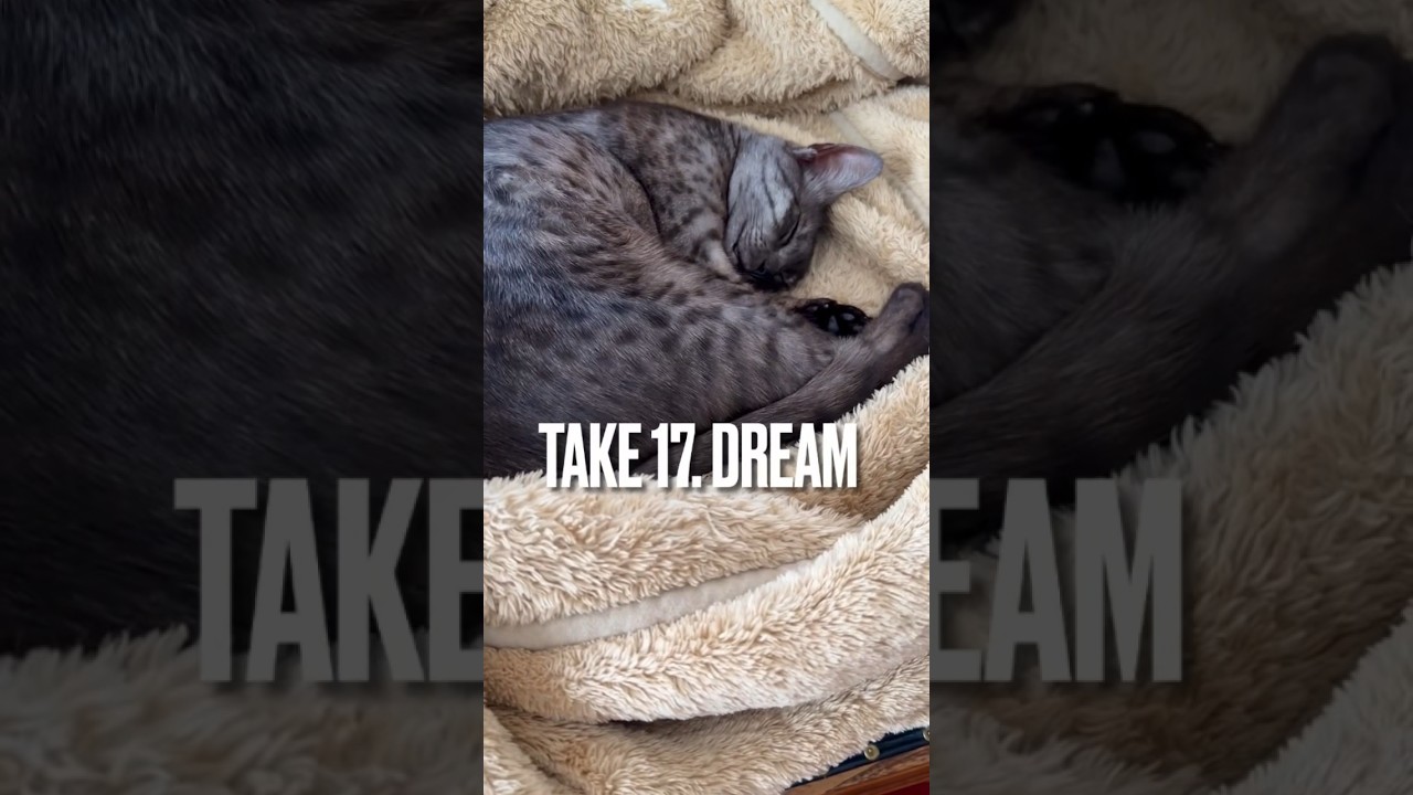 #夢みる猫 どんな夢かにゃ #エジプシャンマウ #猫 #shorts