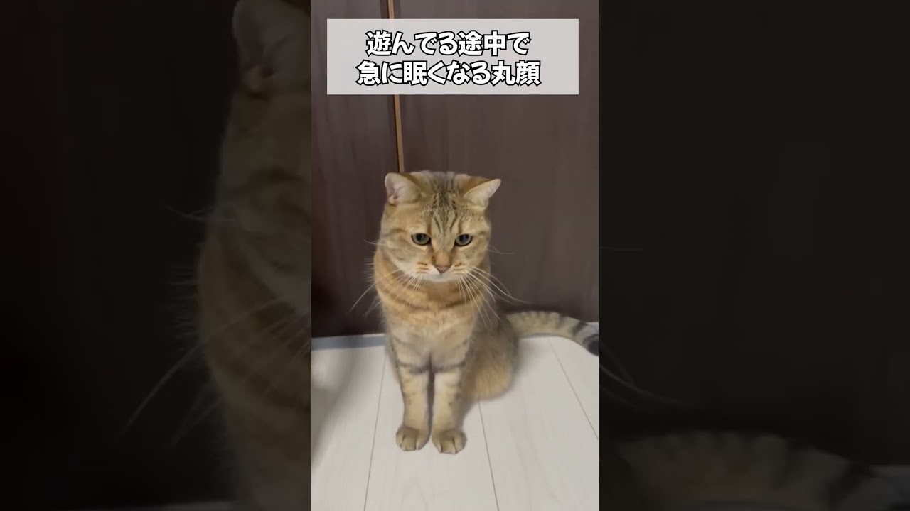 いきなり睡魔に襲われる猫が可愛すぎるｗｗ　#shorts