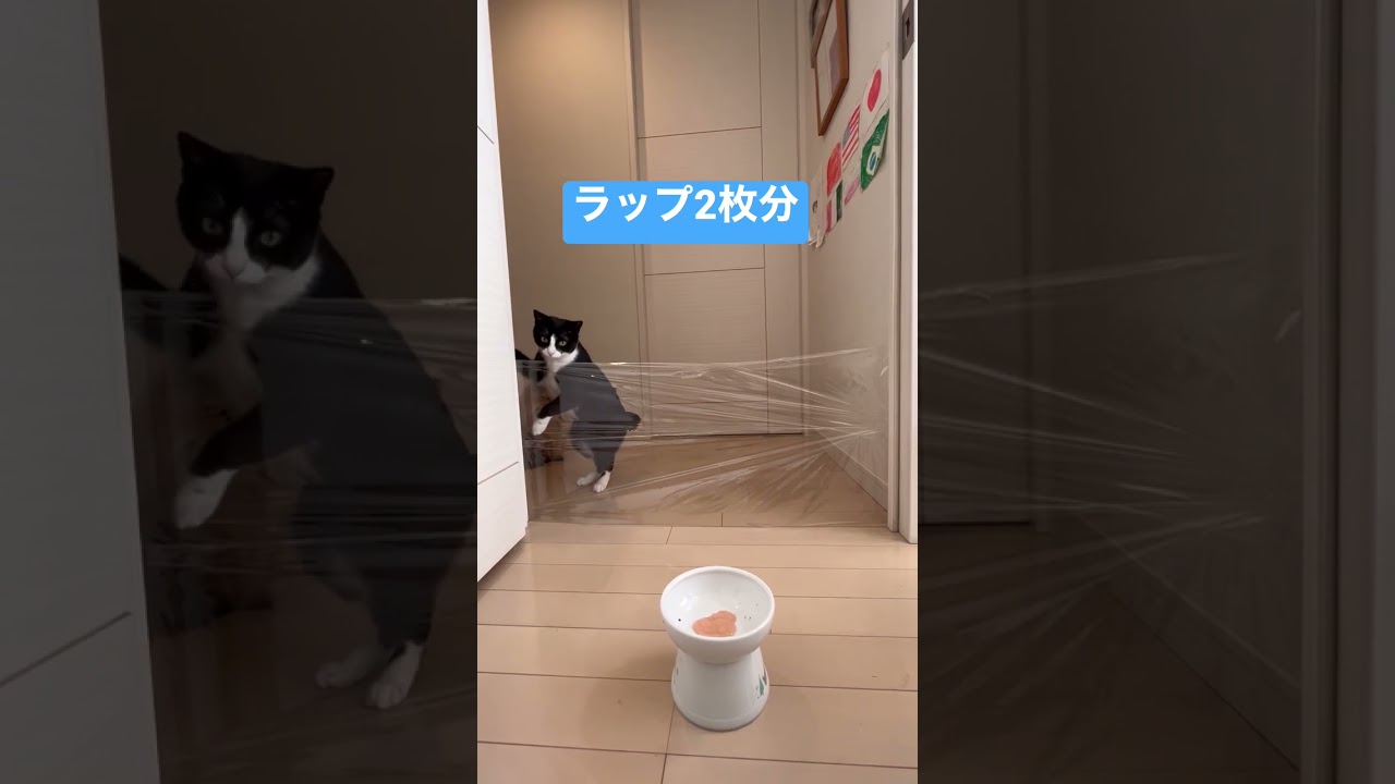 【ラップチャレンジ♪】かわいいペルシャ猫とハチワレ猫