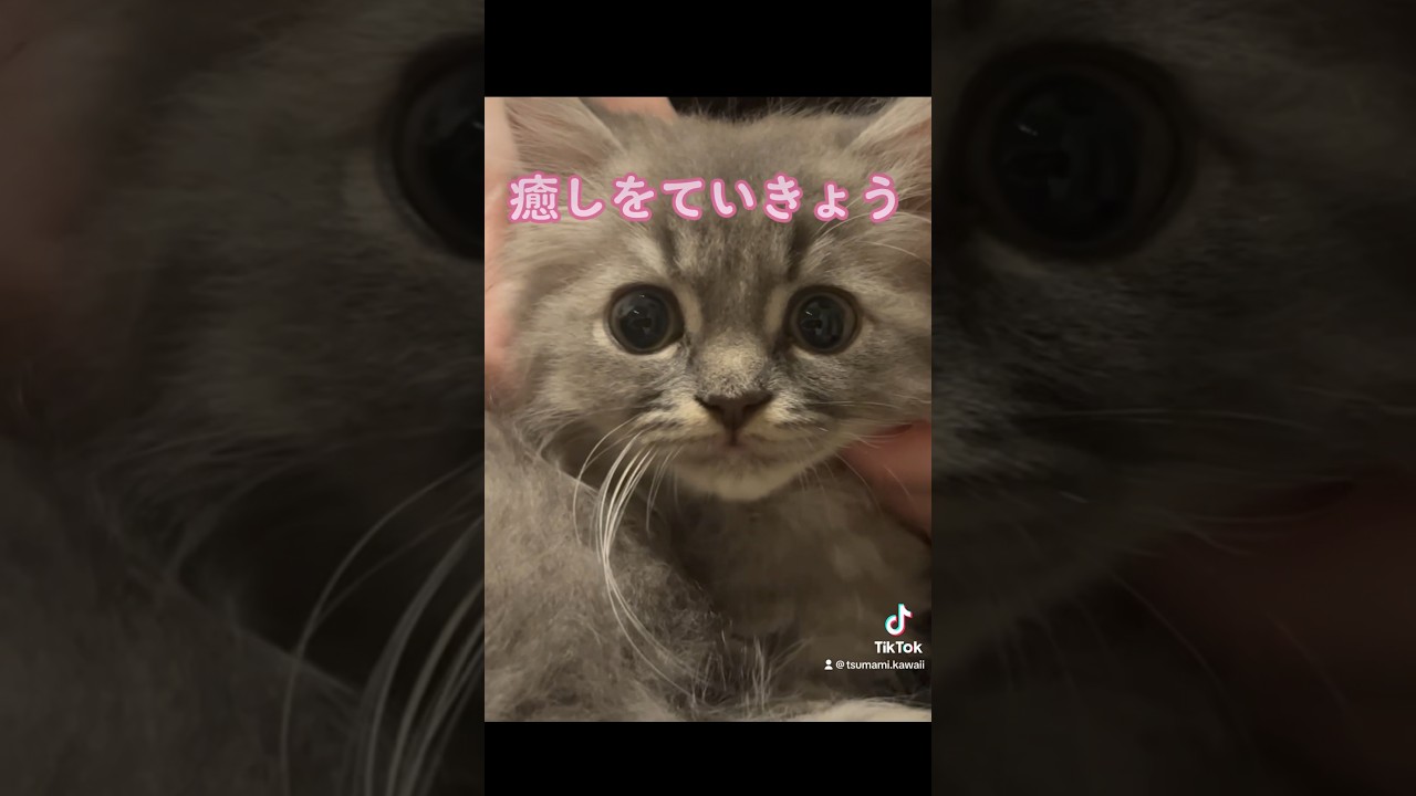 つまみの１日。第二弾☆　 #ラガマフィン #つまみちゃん #かわいい #猫 #子猫 #おすすめ #shorts