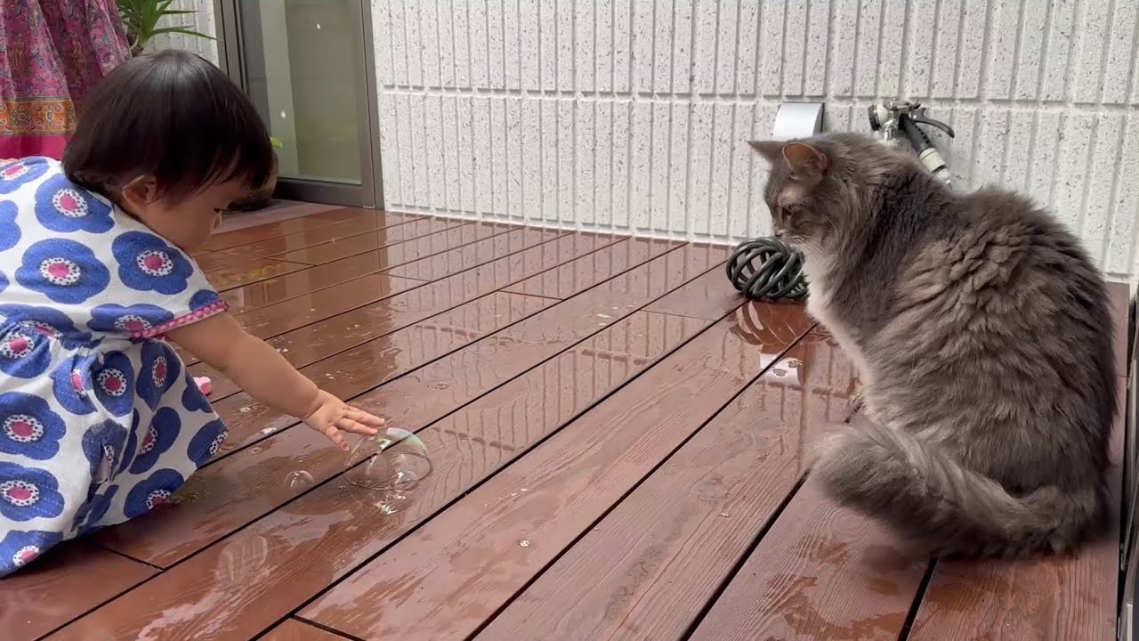 好きなシャボン玉割りを譲る猫　ノルウェージャンフォレストキャットA cat playing soap bubble cracking together. Norwegian Forest Cat.