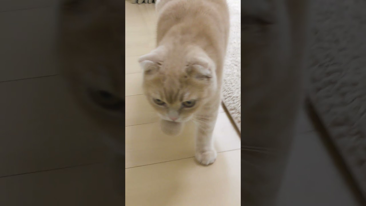 ボールを投げると持ってきてくれる子猫【スコティッシュフォールド】#shorts #かわいい #子猫