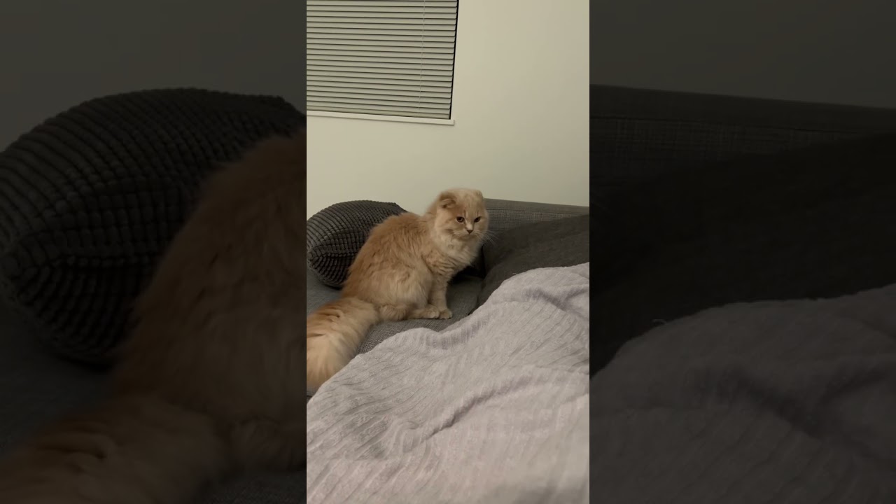 【飛びかかるねこ】スコティッシュフォールドロングヘアー