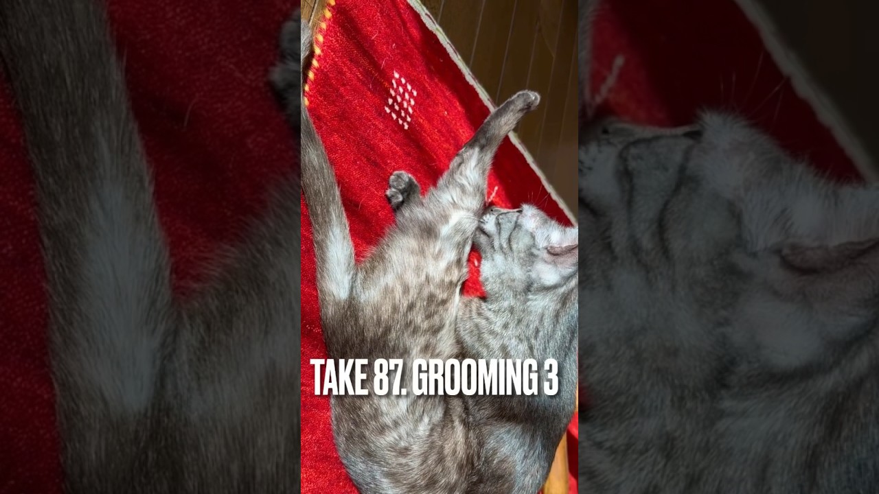 毎日せっせと#グルーミング にゃ 😽#grooming #ねこ部 #ヨガ動画 #エジプシャンマウ #猫 #ねこ #shorts