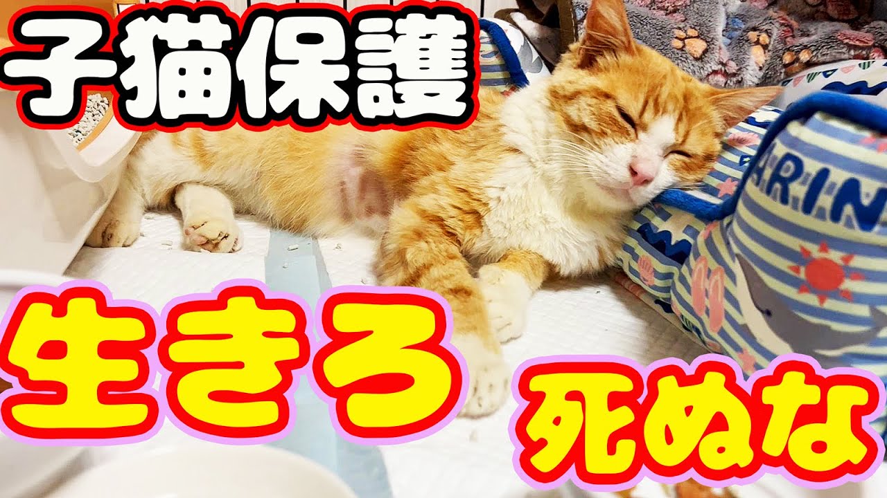 【子猫 保護】奇跡的回復 医者より一週間の命と言われ生きようとしている子猫 経過報告
