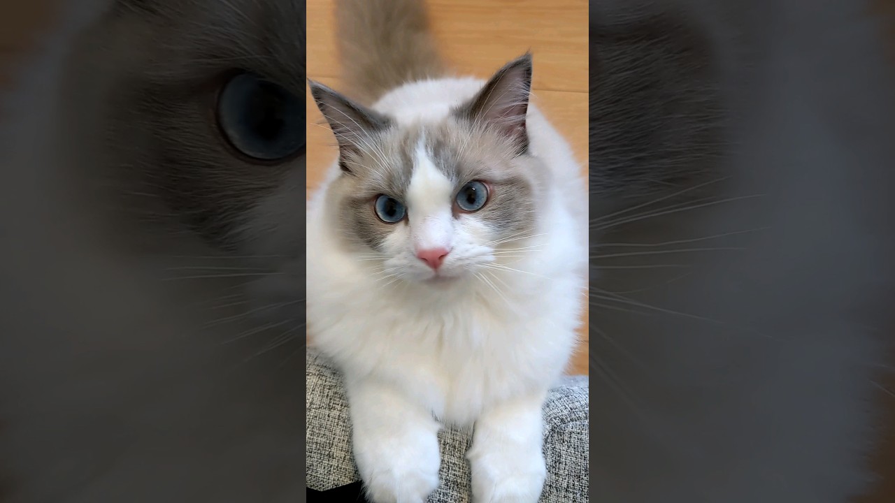 ハンターなシャオル#猫#cat #ラグドール